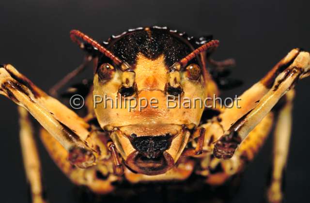 Eugaster spinulosa.JPG - in "Portraits d'insectes" ed. SeuilEugaster spinulosaSauterelleHetrodineWhistle cricketOrthopteraTettigoniidaeMaroc